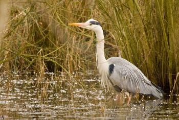 Grey heron